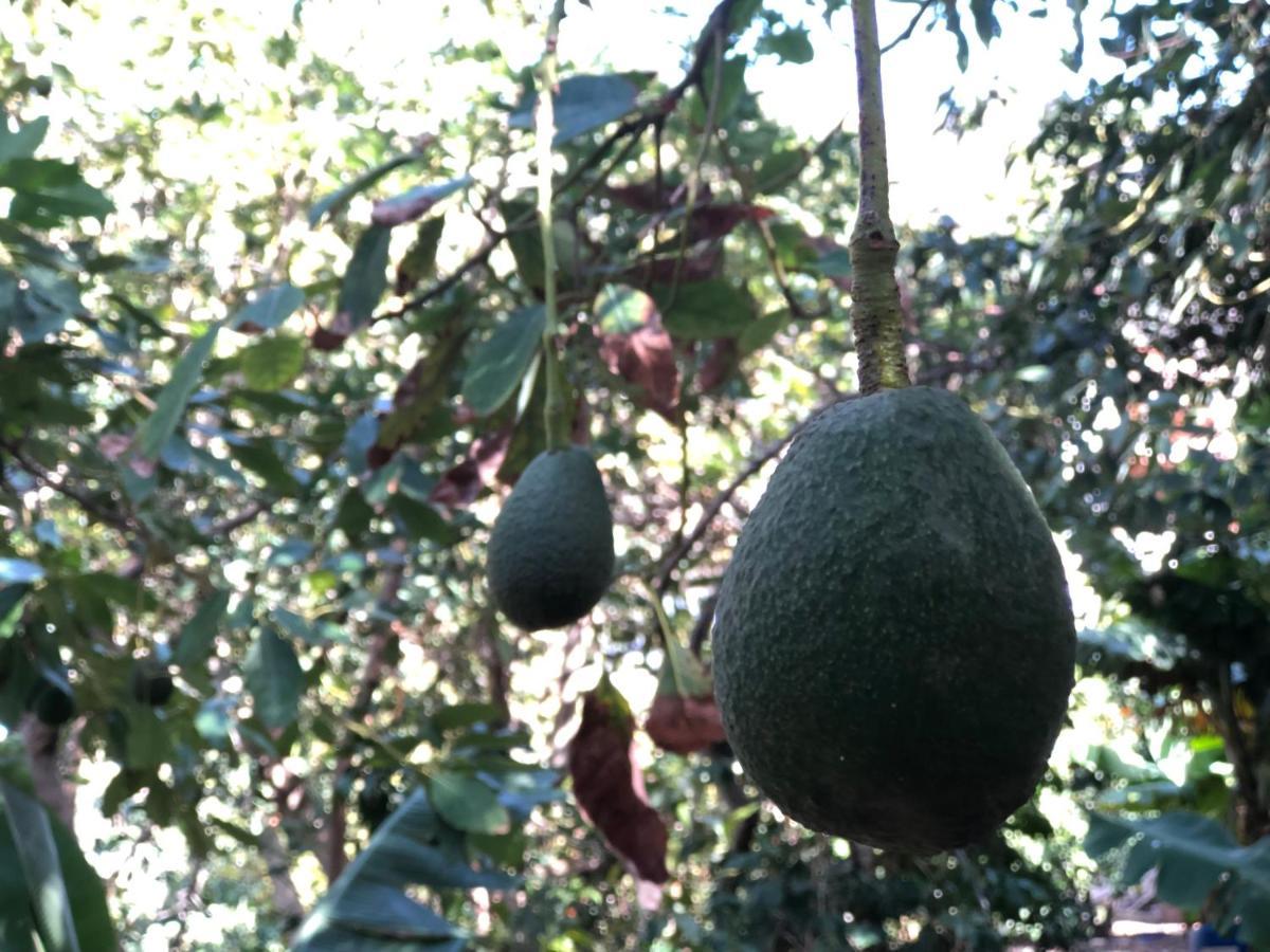 Appartamento Casa Camino Tamadaba II Agaete  Esterno foto