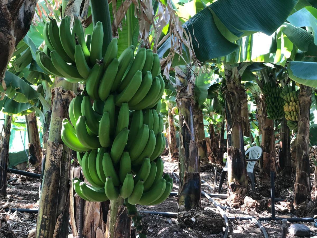 Appartamento Casa Camino Tamadaba II Agaete  Esterno foto