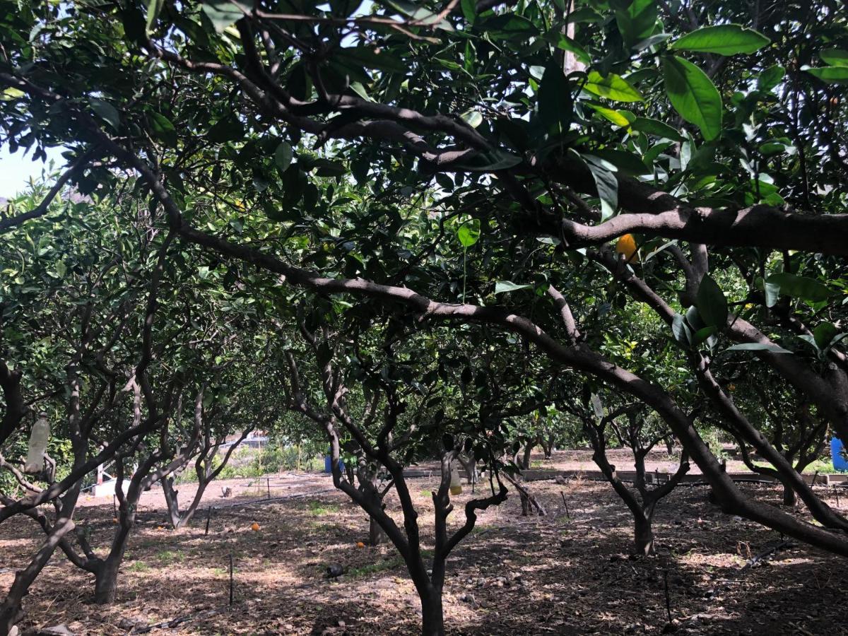 Appartamento Casa Camino Tamadaba II Agaete  Esterno foto
